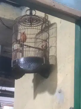 AM pernah terpantau ngeriwik di BSD
