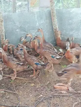 Bebek jantan Raja