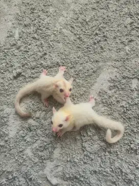 Sugar Glider White Creamino Jantan & Creamino Betina