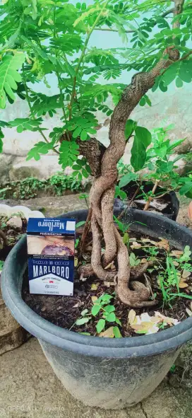 BAHAN BONSAI ASEM JAWA