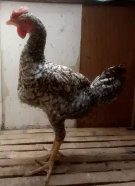 AYAM PELUNG JUMBO