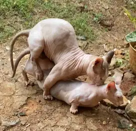 pacak sphynx bambino
