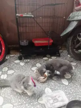 Kucing turunan persia