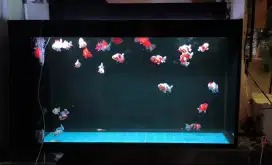 Dijual ikan mas koki oranda ranchu murah