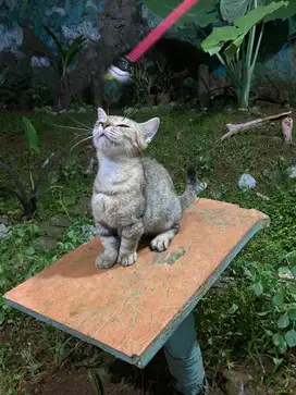 indukan munchkin (genetta x bsh) proven