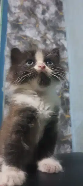 kitten persia flatnose
