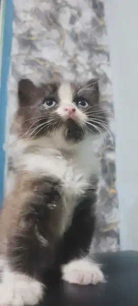 kitten persia flatnose