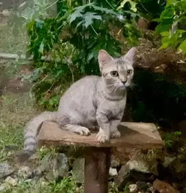 indukan munchkin (genetta x bsh) proven