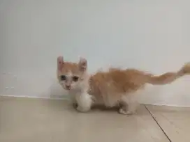 American curl cebol/ kinkalo oyen  jantan