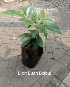 Bibit Tanaman Buah Bisbul
