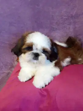 JUAL ANJING SHITZU SHIHTZU
