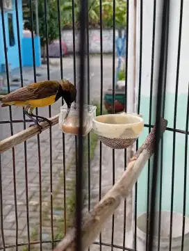 Jual burung kolibri jantan nopeng