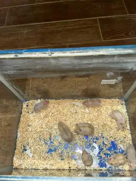 anakan hamster winter