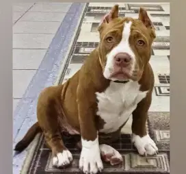 DIJUAL ANJING PITBULL