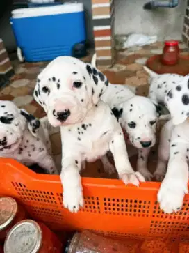 DIJUAL ANJING DALMATIAN
