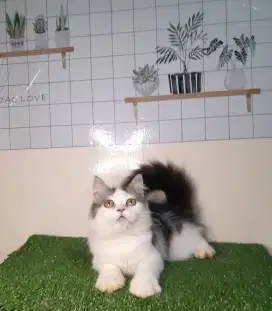 Kucing persia/jantan/3 bulan