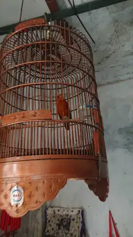 Anis merah jantan pastol tinggal nunggu bunyi