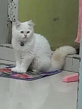 Kucing persia ragdoll