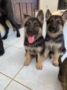 DIJUAL ANJING GERMAN SHEPHERD HERDER