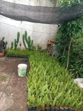 tanaman pakis kelabang