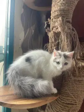 Kucing Persia Medium Big Bone (pure blood)