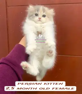Kucing kitten lucu lucu