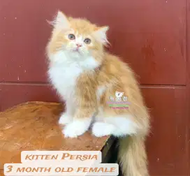 Kucing kitten lucu lucu