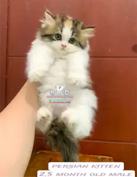 Kucing lepas adopsi