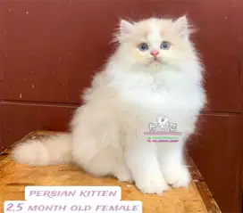 Kucing lepas adopsi