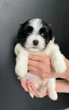 Puppies malshi kecil