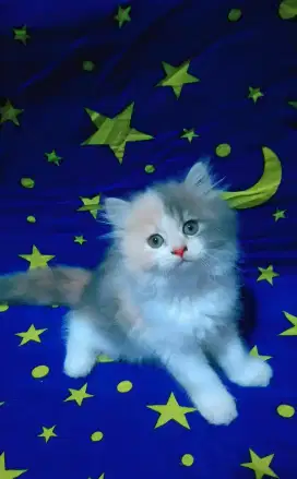 Kucing persia longhair