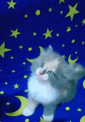 Kucing persia longhair