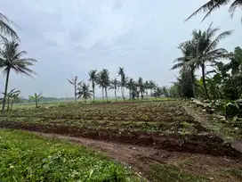 Tepat Bangun Rumah, Tanah Sindang 20 Menit Tol Cikupa