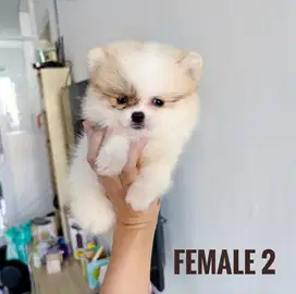 Jual minipom puppy