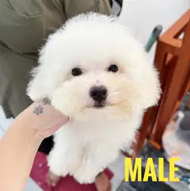 Dijual anjing poodle white