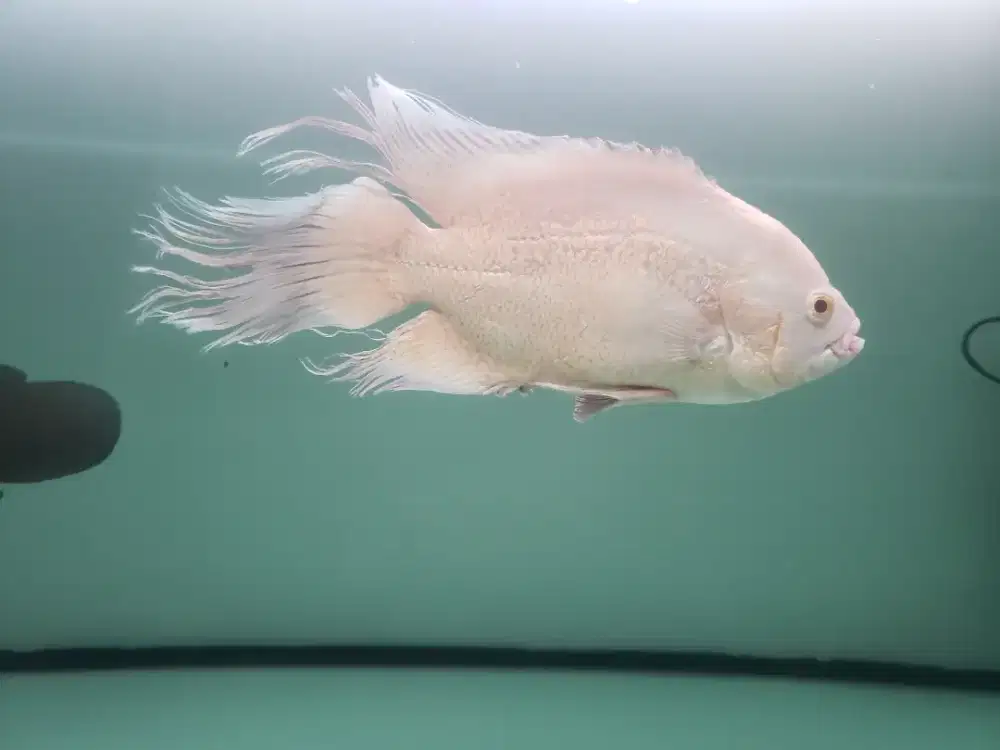 ikan oskar 2 ekor