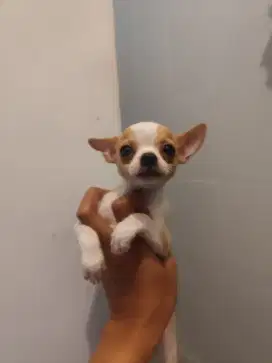 Chihuahua betina