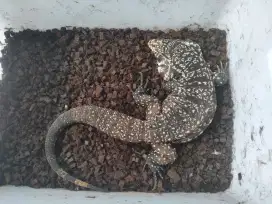 Tegu Kadal Argentina