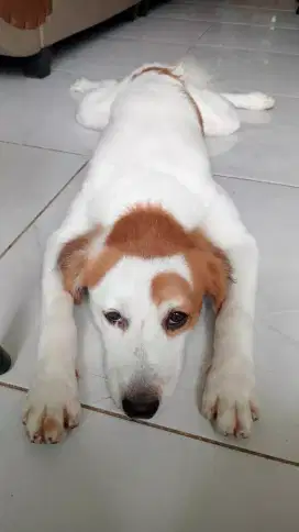Anjing golden pernakan shepherd