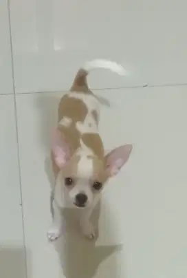 Chihuahua jantan Apple Head
