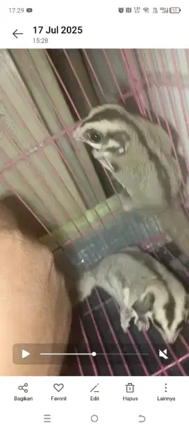 Sugar glider murah sepasang wf dan cg