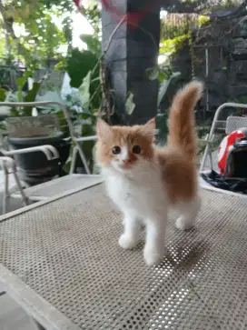Kucing Persia flatnose
