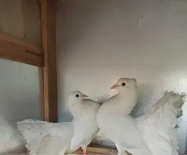Burung merpati kipas