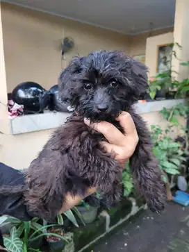 Dijual Anak Anjing Poodle (Shipoo)