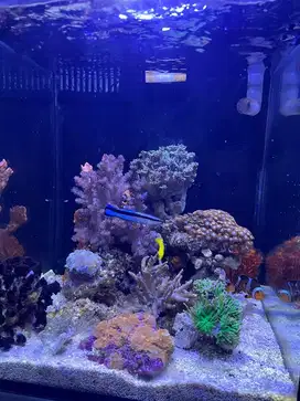 dijual aquarium air laut 1 set beserta ikan dan anemon