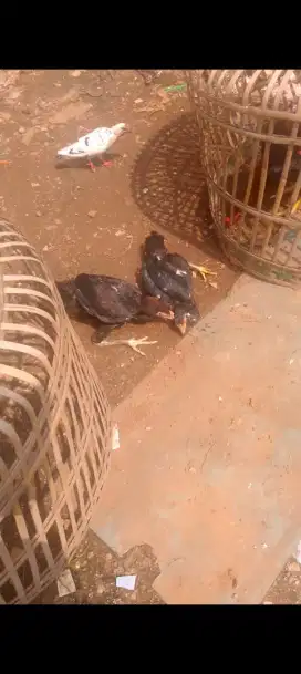 Ayam bangkok manggon sma birkok
