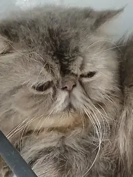 Kucing peaknose Jasa pacak
