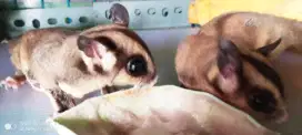 Dijual Sepasang Sugar Glider