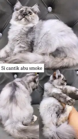 Kitten betina abu smoke silver