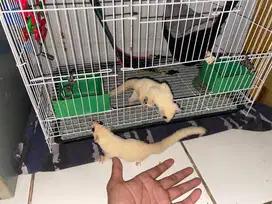 Sugar Glider Leuchistic Sepasang